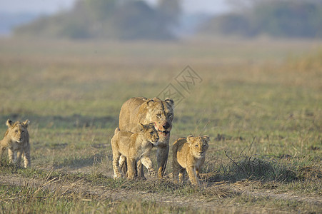 和幼崽一起打猎之后的狮子座野生动物小猫家庭捕食者荒野幼崽染色母性孩子们男性图片