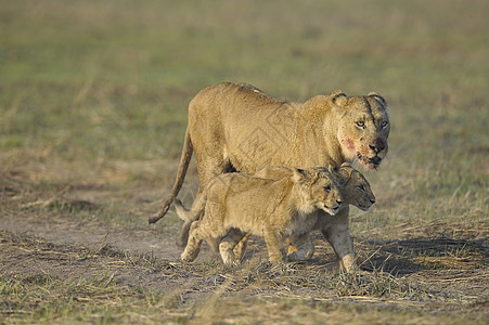 和幼崽一起打猎之后的狮子座幼兽孩子们阳光哺乳动物妈妈女性母性大猫孩子毛皮图片