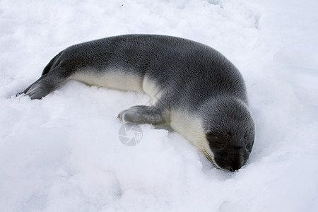 戴面罩的海豹小狗动物鸡冠花哺乳动物冷冻婴儿野生动物图片