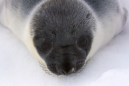 戴面罩的海豹小狗动物野生动物冷冻鸡冠花婴儿哺乳动物图片