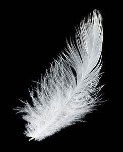 黑色背景上的白羽毛宏观白色翅膀柔软度图片