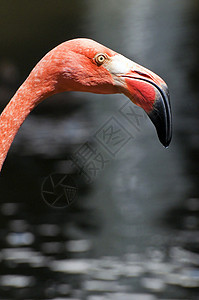 粉红火烈鸟情调动物热带异国粉色荒野野生动物图片
