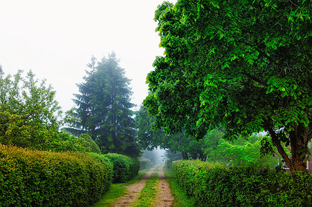 雾绿色木头薄雾魔法图片