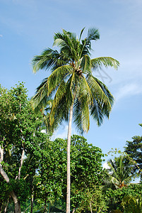 椰子棕榈树椰子树干天空树叶异国植物叶子绿色情调蓝色图片