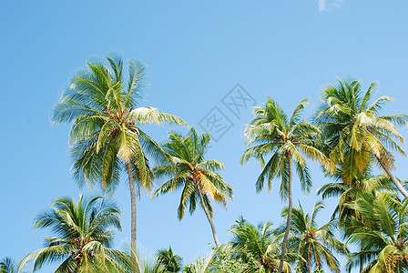 椰子棕榈树树干叶子植物群异国活力植物天堂热带树叶天空图片