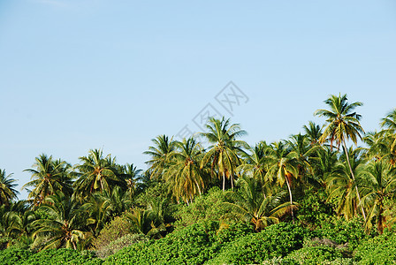 椰子棕榈树蓝色热带天空植物天堂叶子情调绿色植物群树干图片