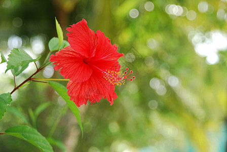 红碧菊花花园红色花瓣黄色叶子木槿植物植物学热带植物群图片