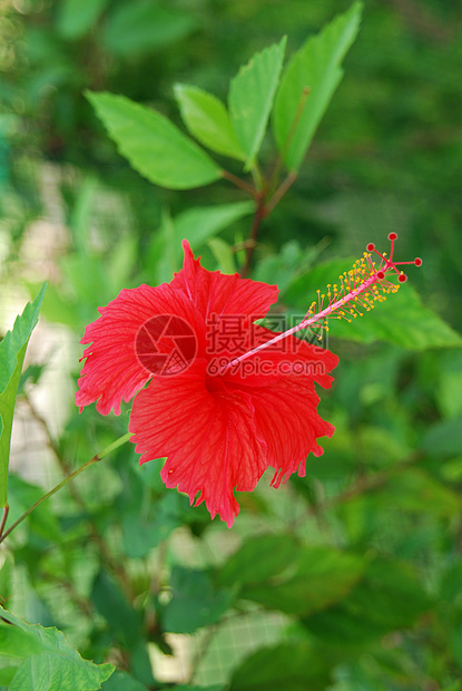 红碧菊花植物学红色花瓣木槿花园植物植物群热带叶子树叶图片