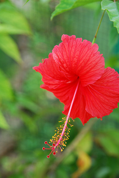 红碧菊花黄色雌蕊木槿红色花园花瓣植物树叶植物学叶子图片