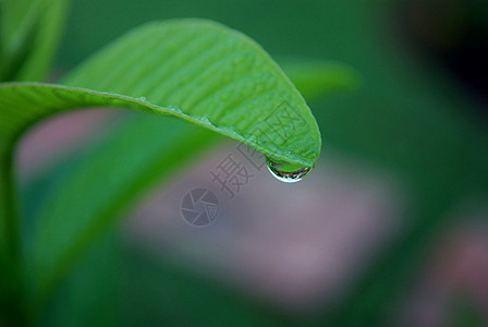 降雨绿色花园雨滴宏观环境叶子水滴树叶植物图片