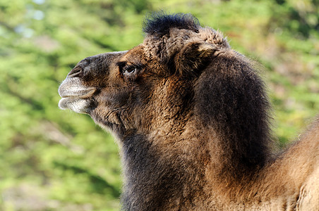 Bactrian 骆驼异国单峰哺乳动物野生动物情调棕色图片