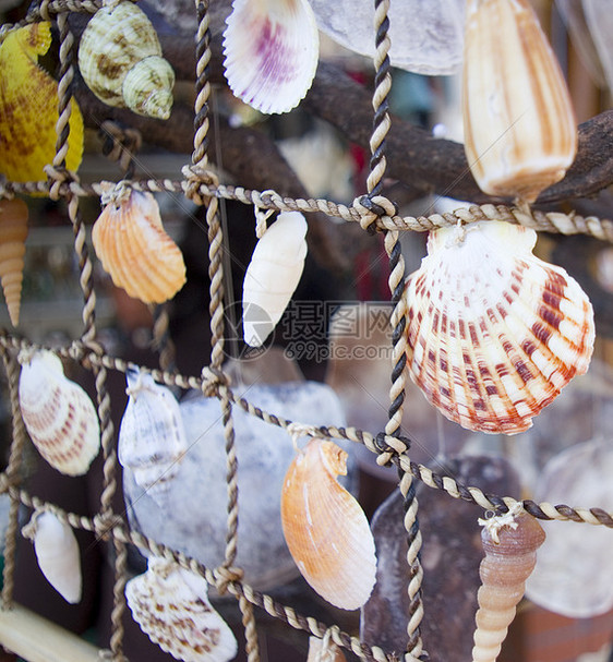 贝壳旅行生活收藏海岸星星海洋橙子艺术珠宝装饰品图片