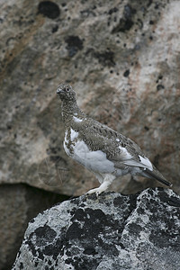 Ptarmigan拉古普斯穆图斯雷鸟野生动物兔兔图片