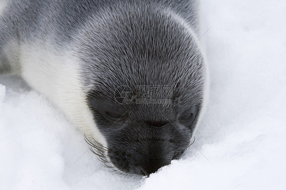 戴面罩的海豹小狗野生动物鸡冠花哺乳动物婴儿动物冷冻图片