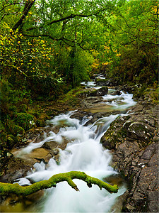 美丽的河流场景石头环境岩石季节植物群森林风景旅行树干图片