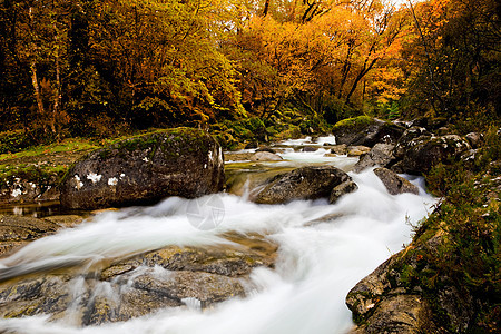 美丽的河流叶子旅行环境树木场景橙子植物群岩石森林风景图片