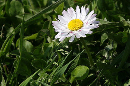 野向花瓣花粉植物园艺宏观野花花朵植物群荒野图片