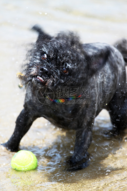 狗球水小狗黄色海浪玩具冲浪海洋动物游戏跑步宠物图片