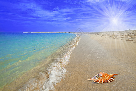 海壳闲暇假期海洋蓝色海岸季节天堂白色贝壳海滩图片