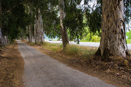 土耳其穆格拉附近Eucalyptus小巷图片