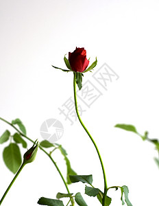 微小的优美玫瑰升起光芒图片
