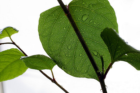 湿叶树叶白色叶子季节植物环境绿色分支机构植物学植物群图片