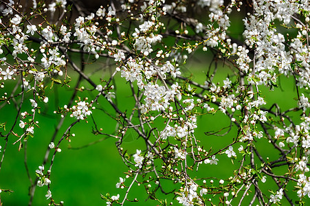 小花朵花园果园园艺食物植物白色植物学叶子绿色图片
