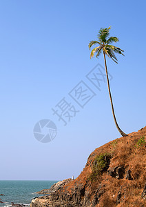 海滩上的棕榈海景旅行假期娱乐热带晴天支撑旅游天空享受图片