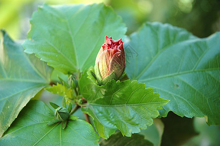 花植物宏观花园热带植物学叶子图片