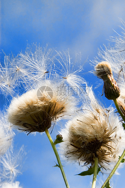 在风中环境种子植物学飞行季节材料天空野花菊科农业图片