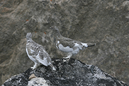 Ptarmigans拉古普斯穆图斯兔兔野生动物雷鸟图片