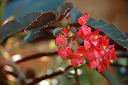 花热带花园植物学植物叶子宏观图片