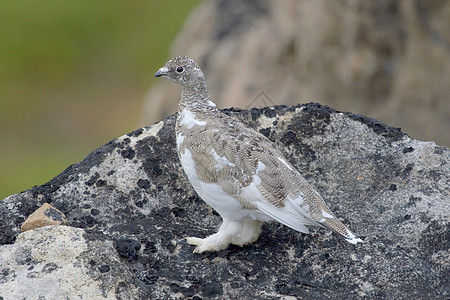 Ptarmigan拉古普斯穆图斯兔兔野生动物雷鸟图片