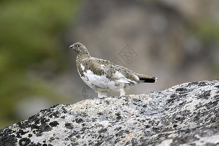 Ptarmigan拉古普斯穆图斯雷鸟野生动物兔兔图片