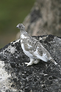 Ptarmigan拉古普斯穆图斯野生动物兔兔雷鸟图片