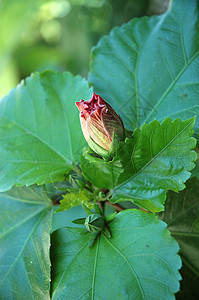 花植物宏观植物学叶子花园热带图片