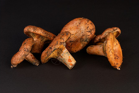 红松松蘑菇水平橙子乳菇图片