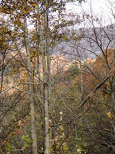 秋天的阿什维尔植物群分支机构树叶换季季节数控树木绿色山脉树干图片