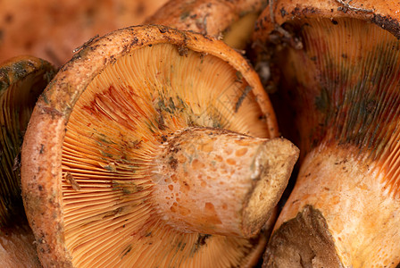 红松松蘑菇乳菇橙子水平宏观图片
