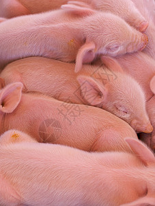猪小鼠的粪便图片