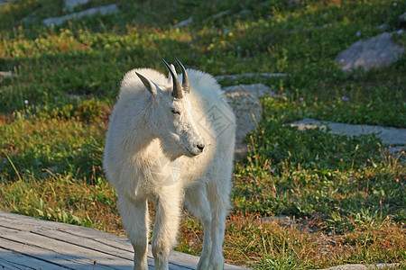 山羊哺乳动物羊毛动物野生动物国家牛角公园白色冰川荒野图片