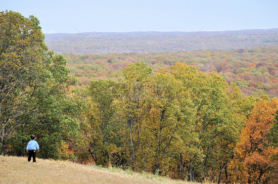 布朗县国家公园爬坡树叶植物群树干换季树木绿色叶子丘陵季节图片
