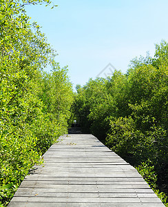 木桥阴影木材木头桌子旅游天桥植被蓝色树木行人图片