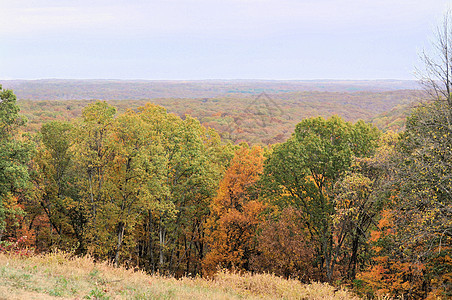 布朗县国家公园植物群树干叶子绿色换季季节树叶树木爬坡丘陵图片