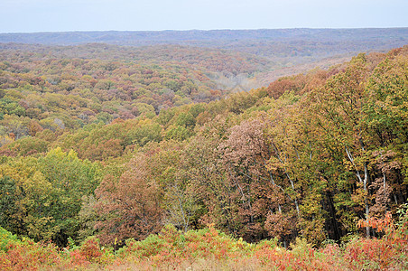 布朗县国家公园树干绿色植物群叶子爬坡丘陵树叶换季季节树木图片