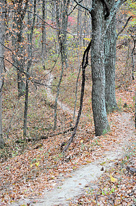 布朗县国家公园绿色树干小路丘陵树木换季叶子踪迹植物群树叶图片
