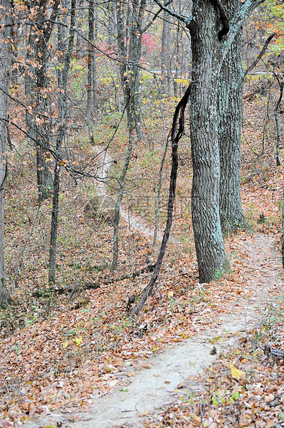 布朗县国家公园绿色树干小路丘陵树木换季叶子踪迹植物群树叶图片