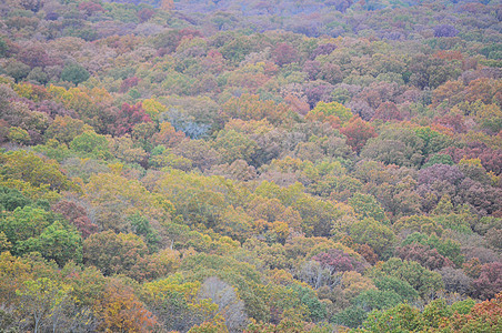 布朗县国家公园植物群绿色树干爬坡树木树叶叶子换季季节丘陵图片