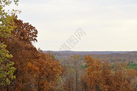 布朗县国家公园换季树叶植物群季节绿色爬坡丘陵树干树木叶子背景图片