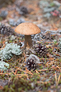 森林中的棕帽宏观食物生长植物生物苔藓美食采摘季节桦木图片
